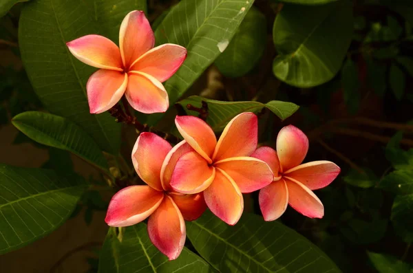 Close Flowers Growing Outdoors Daytime — Stock Photo, Image