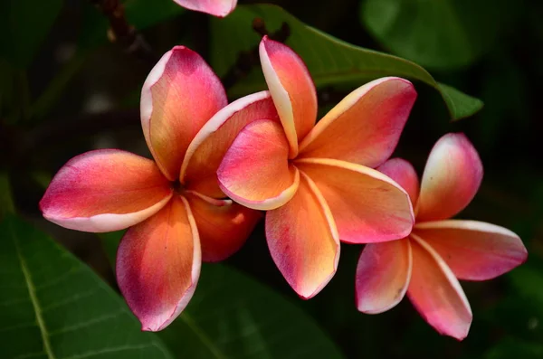 Close Flowers Growing Outdoors Daytime — Stock Photo, Image