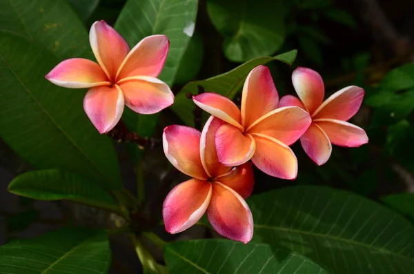 Close Flowers Growing Outdoors Daytime — ストック写真