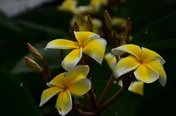 Close Flores Crescendo Livre Durante Dia — Fotografia de Stock