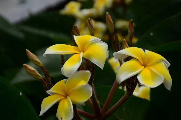 Närbild Blommor Växer Utomhus Dagen — Stockfoto