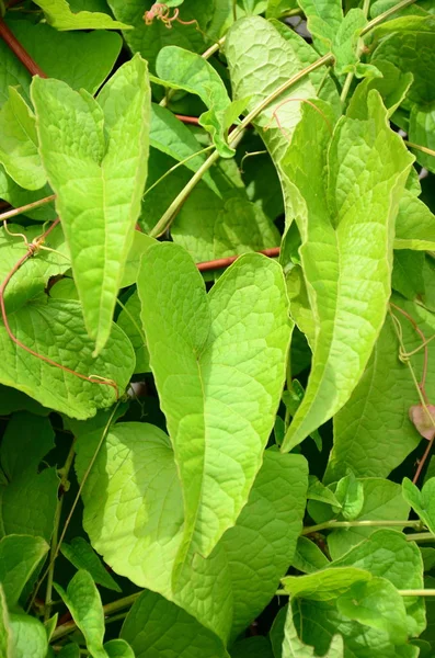 Hojas Plantas Verdes Exuberantes Cerca — Foto de Stock