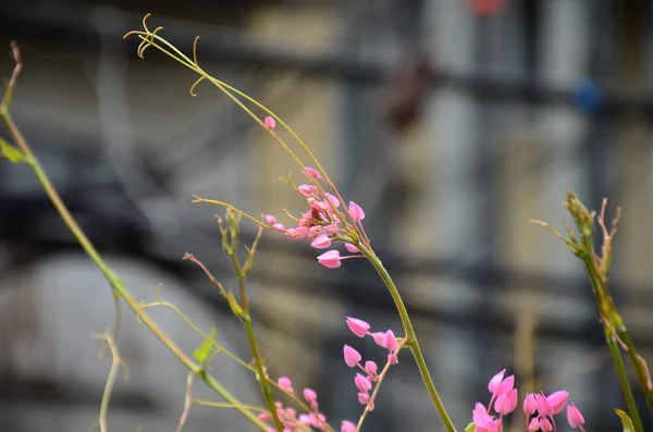 Close Flowers Growing Outdoors Daytime — Stock Photo, Image