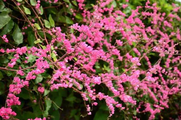 Gros Plan Fleurs Poussant Extérieur Jour — Photo