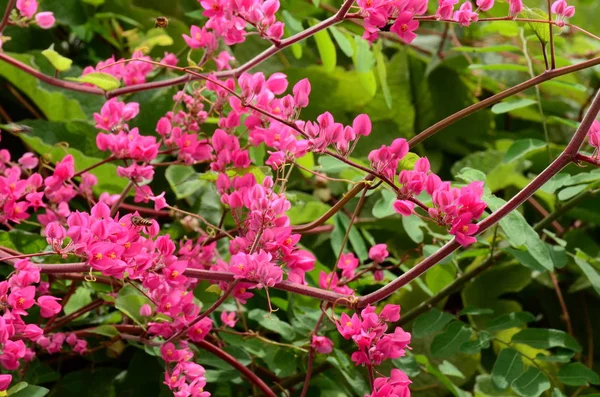 Primo Piano Fiori Che Crescono All Aperto Durante Giorno — Foto Stock