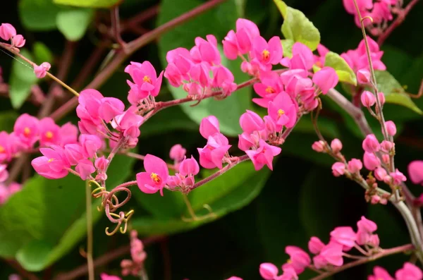 Närbild Blommor Växer Utomhus Dagen — Stockfoto