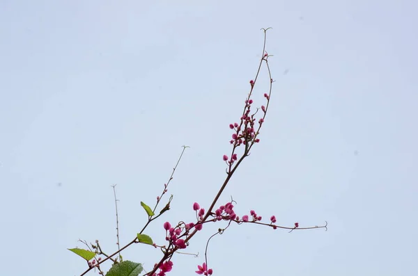 Nahaufnahme Von Blumen Die Tagsüber Freien Wachsen — Stockfoto