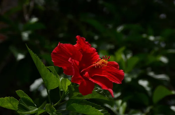 Primer Plano Las Flores Que Crecen Aire Libre Durante Día — Foto de Stock