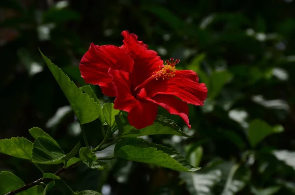 Close Van Bloemen Die Overdag Buiten Groeien — Stockfoto