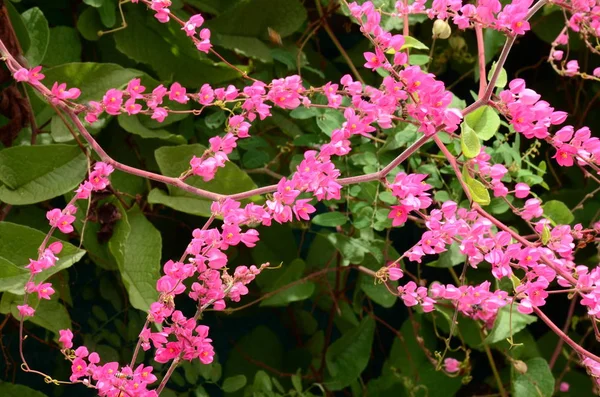 Närbild Blommor Växer Utomhus Dagen — Stockfoto