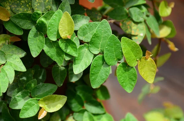 Lush Green Plant Leaves Close — Stock Photo, Image