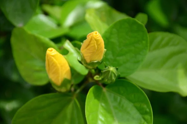 Close Flowers Growing Outdoors Daytime — Stock Photo, Image