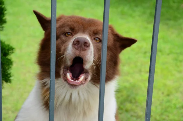 Schreiender Hund Hinter Dem Käfig — Stockfoto