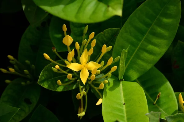 Close Flowers Growing Outdoors Daytime — ストック写真