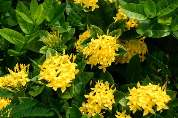 Nahaufnahme Von Blumen Die Tagsüber Freien Wachsen — Stockfoto