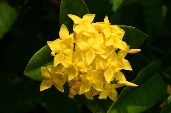 Close Flowers Growing Outdoors Daytime — Stock Photo, Image