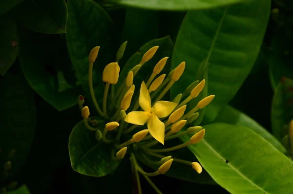 Primo Piano Fiori Che Crescono All Aperto Durante Giorno — Foto Stock