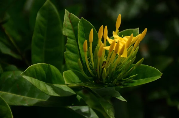 Primo Piano Fiori Che Crescono All Aperto Durante Giorno — Foto Stock