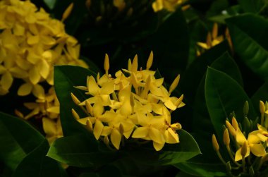 Açık havada büyüyen çiçeklerin kapağını kapatın.