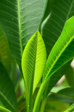 Yeşillik yeşili yapraklar yakın.