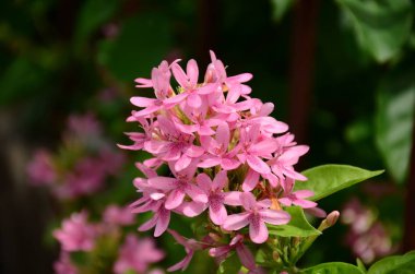 Bahçede çiçek açan güzel çiçekler 