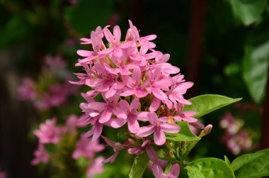 Bahçede çiçek açan güzel çiçekler 