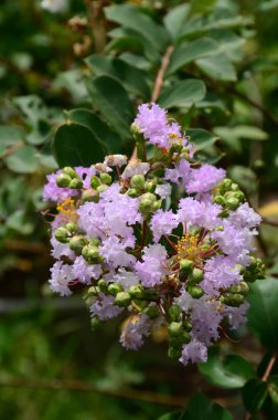 Bahçede çiçek açan güzel çiçekler 