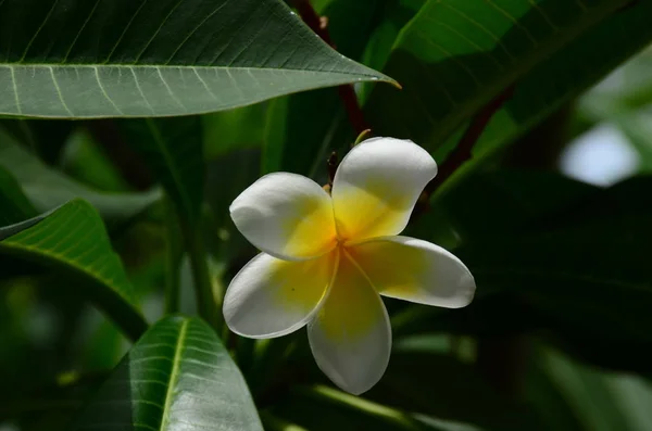 Close Flores Crescendo Livre Durante Dia — Fotografia de Stock