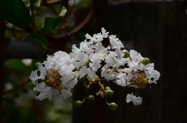 Tutup Dari Bunga Yang Tumbuh Luar Ruangan Pada Siang Hari — Stok Foto