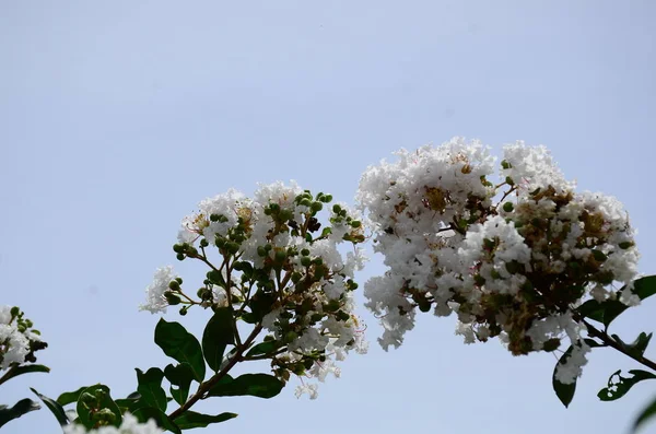 Schöne Blühende Blumen Garten — Stockfoto