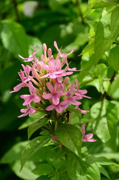 Schöne Blühende Blumen Garten — Stockfoto