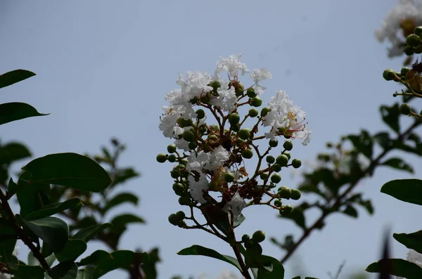 Primer Plano Las Flores Que Crecen Aire Libre Durante Día —  Fotos de Stock