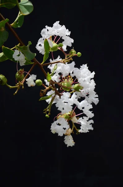 Close Flowers Growing Outdoors Daytime — Stock Photo, Image