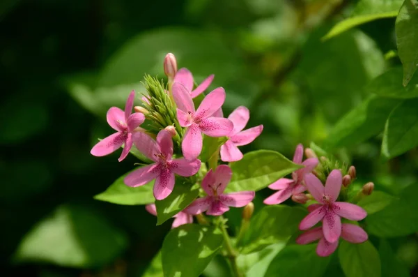 Primer Plano Las Flores Que Crecen Aire Libre Durante Día — Foto de Stock