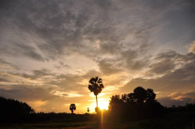 inanılmaz gün batımı ve palmiye ağaçları 