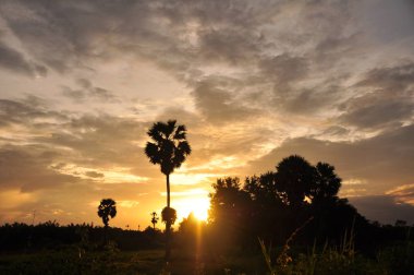 inanılmaz gün batımı ve palmiye ağaçları 