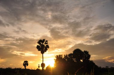inanılmaz gün batımı ve palmiye ağaçları 