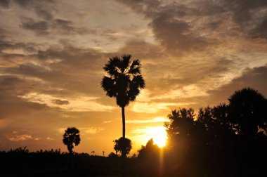 inanılmaz gün batımı ve palmiye ağaçları 