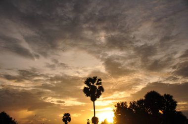 inanılmaz gün batımı ve palmiye ağaçları 