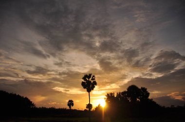 inanılmaz gün batımı ve palmiye ağaçları 