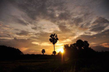inanılmaz gün batımı ve palmiye ağaçları 