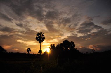 inanılmaz gün batımı ve palmiye ağaçları 