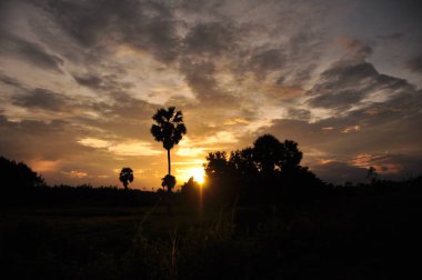 inanılmaz gün batımı ve palmiye ağaçları 