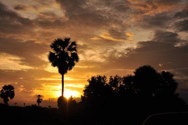 inanılmaz gün batımı ve palmiye ağaçları 