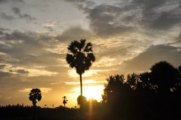 amazing sunset and palm trees