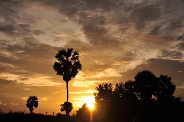 Increíble Puesta Sol Palmeras — Foto de Stock