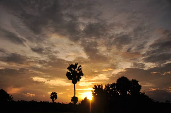 Increíble Puesta Sol Palmeras — Foto de Stock