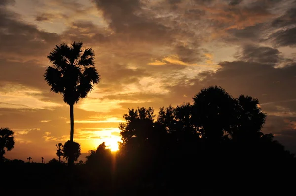 Niesamowity Zachód Słońca Palmy — Zdjęcie stockowe