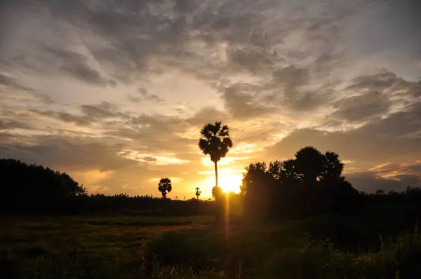 Increíble Puesta Sol Palmeras — Foto de Stock