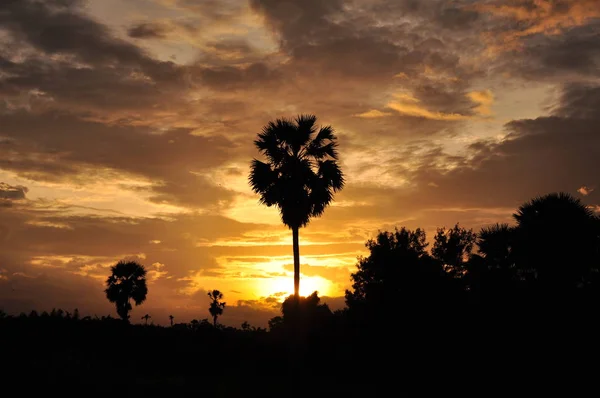 Increíble Puesta Sol Palmeras — Foto de Stock